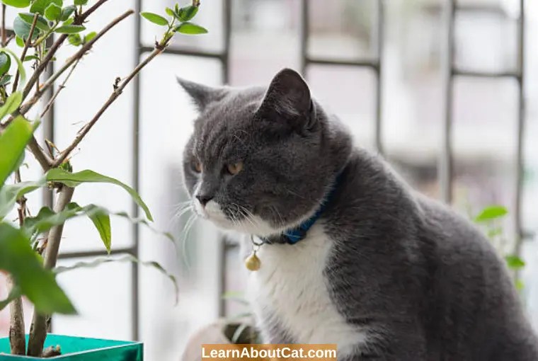 Do Calming Collars Work For Cats? Top Tips To Reduce Anxiety and Stress