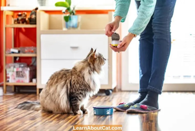 Older Cat Not Eating But Drinking Reasons And How to Help LearnAboutCat