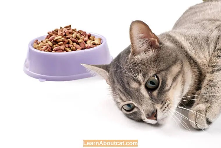 Cat Not Eating or Drinking How Long Can a Cat Survive? LearnAboutCat