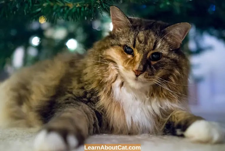 Disoriented Cat with Dilated Pupils Why And How To Help LearnAboutCat