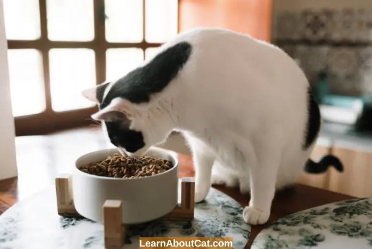 Older Cat Not Eating But Drinking Reasons And How to Help LearnAboutCat