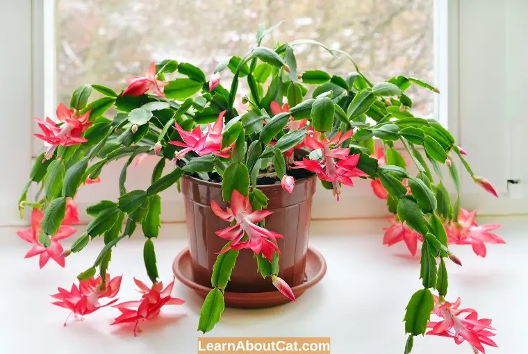 Is Christmas Cactus Toxic to Cats? Can Cats Eat Christmas Cacti