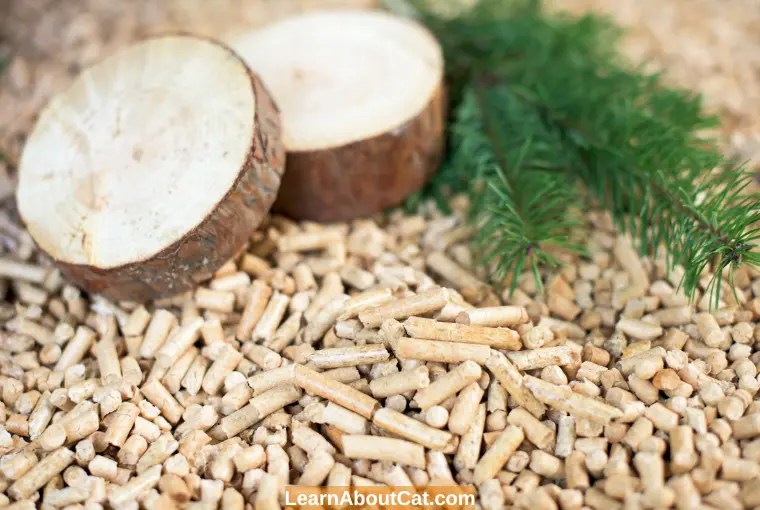 Are Pine Pellets Safe for Cats? Things You Need To Know LearnAboutCat