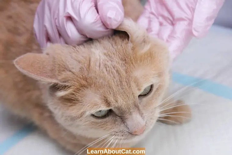 Dirty Cat Ears vs Ear Mites How to Know the Difference? LearnAboutCat