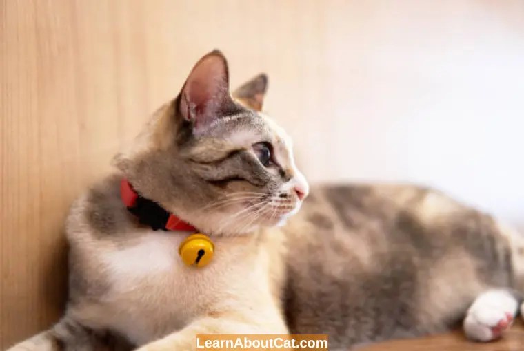Do Calming Collars Work For Cats? Top Tips To Reduce Anxiety and Stress in Cats LearnAboutCat