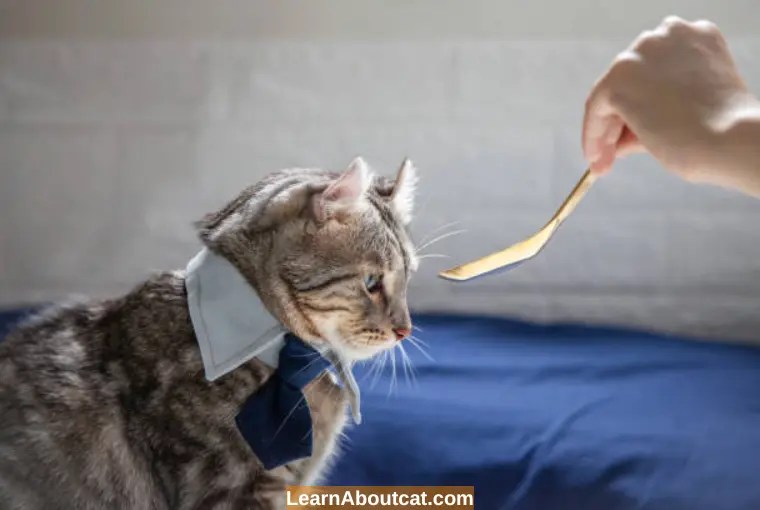 Cat Not Eating or Drinking How Long Can a Cat Survive? LearnAboutCat