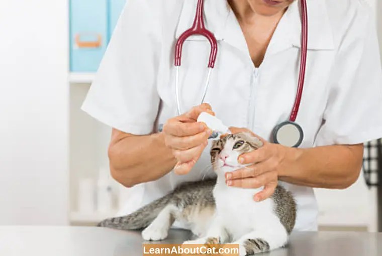 Can You Use Human Eye Drops on Cats? Are Human Eye Drops Safe for Cats