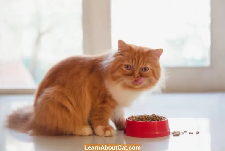 Do Kittens Need Wet Food? All You Need To Know LearnAboutCat