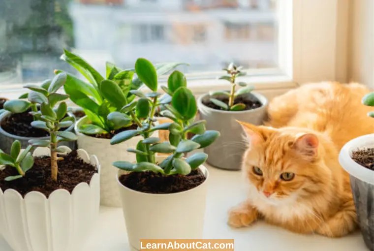 Is Christmas Cactus Toxic to Cats? Can Cats Eat Christmas Cacti