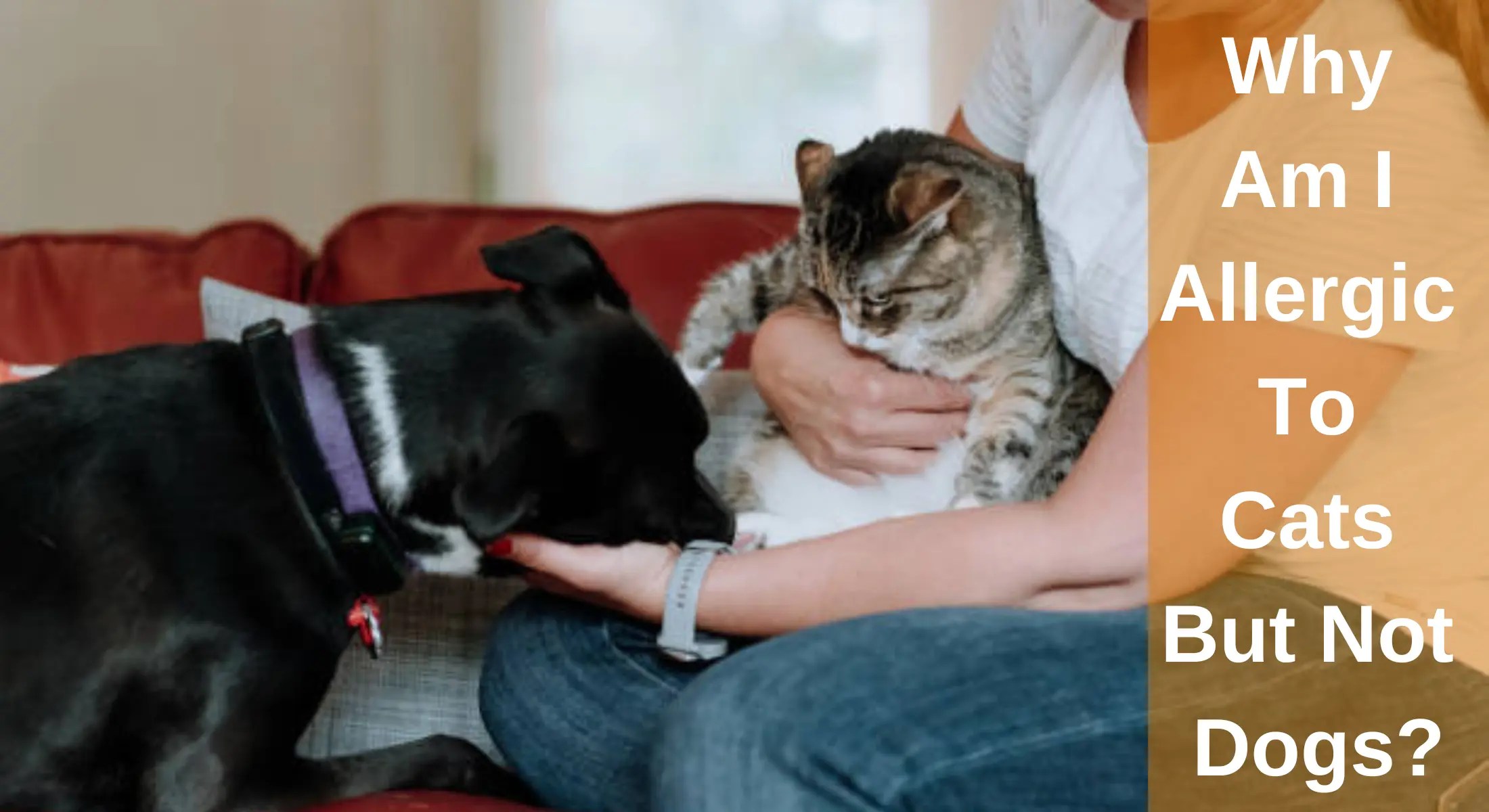 Can You Be Allergic To Cats But Not Dogs
