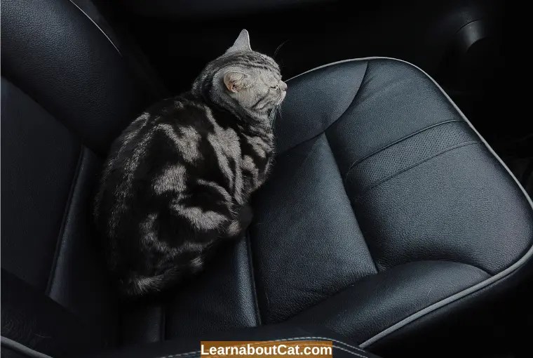 Why Do Cats Pant in Car? And How To Help LearnAboutCat