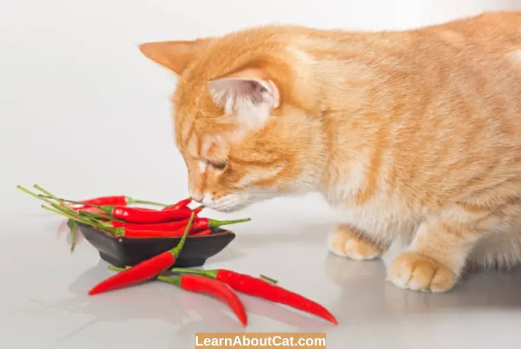 Can Cats Taste Spicy Food? Understanding Cats' Tolerance for Spicy