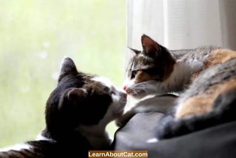 My Cat Keeps Meowing And Rubbing Against Everything [Answered
