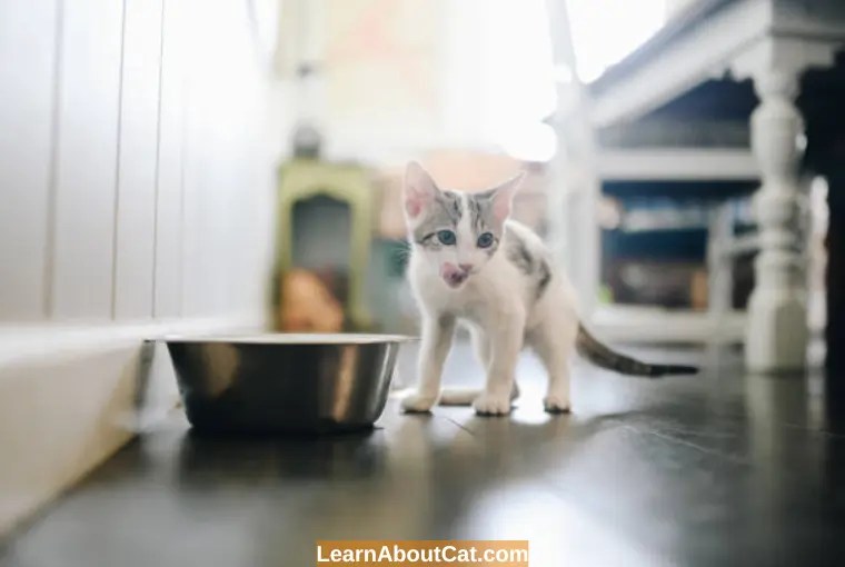 Do Kittens Need Wet Food? All You Need To Know LearnAboutCat