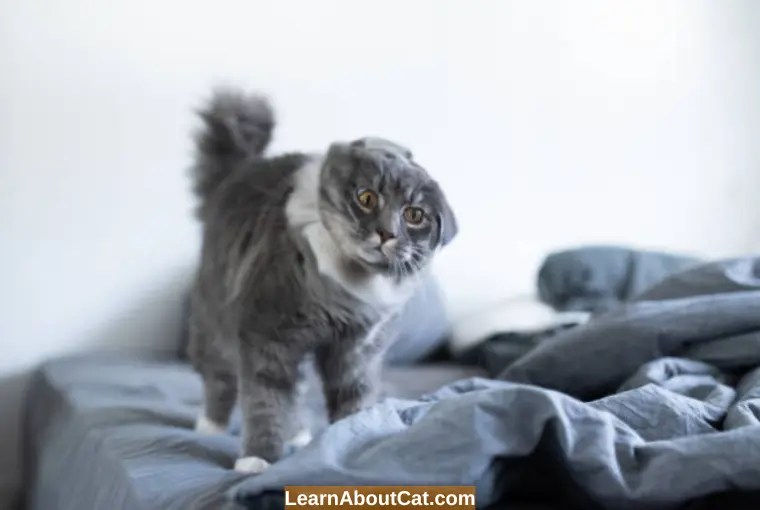 Cat Keeps Shaking Head But Has No Mites Why And What to Do