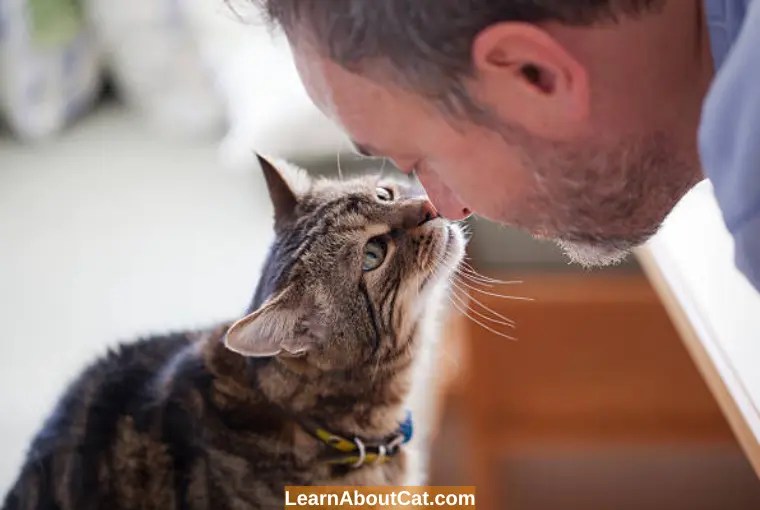 My Cat Keeps Meowing And Rubbing Against Everything [Answered