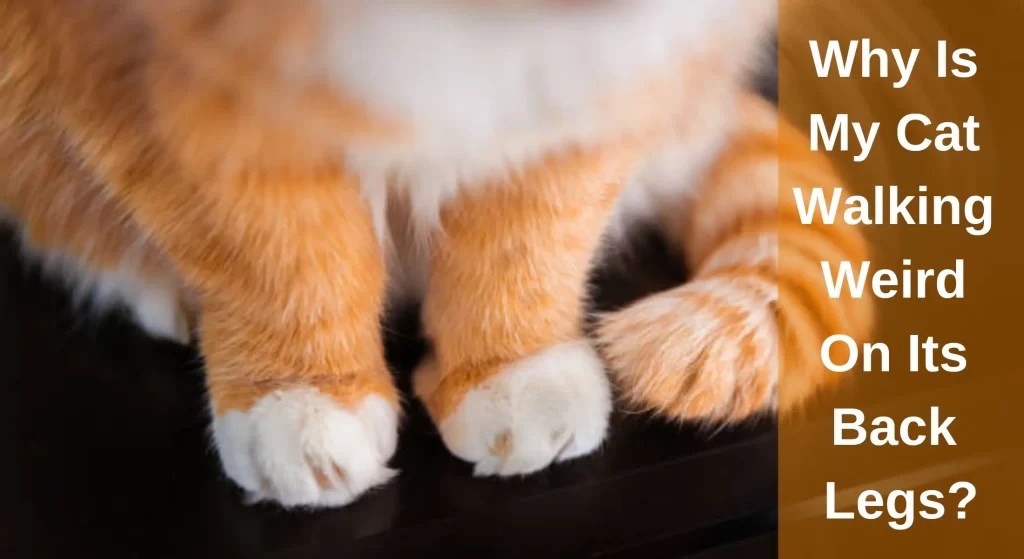 Why Is My Cat Walking Weird On Its Back Legs?[Wobbly, Weak, And Stiff