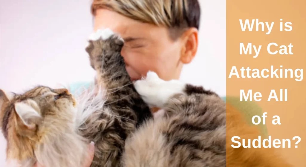 Why is My Cat Attacking Me All of a Sudden? And How To Handle