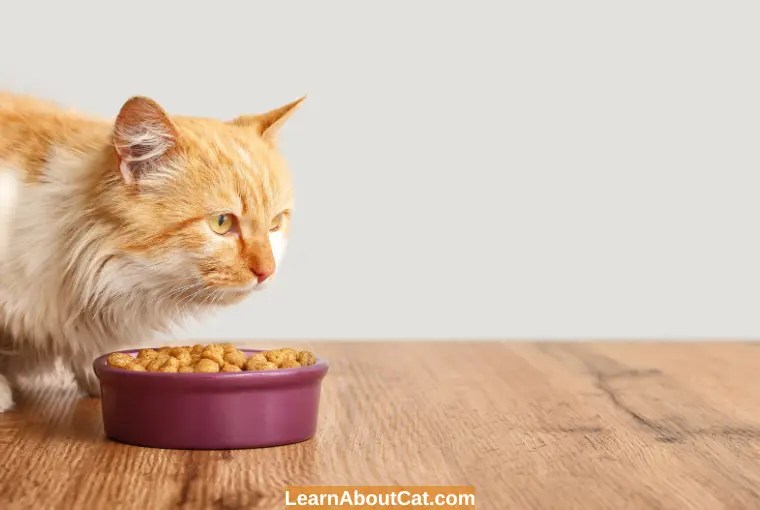 Older Cat Not Eating But Drinking Reasons And How to Help LearnAboutCat
