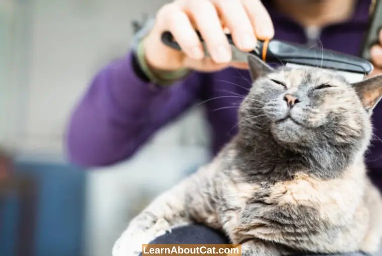 Are Cats Clean Animals? All You Need To Now LearnAboutCat