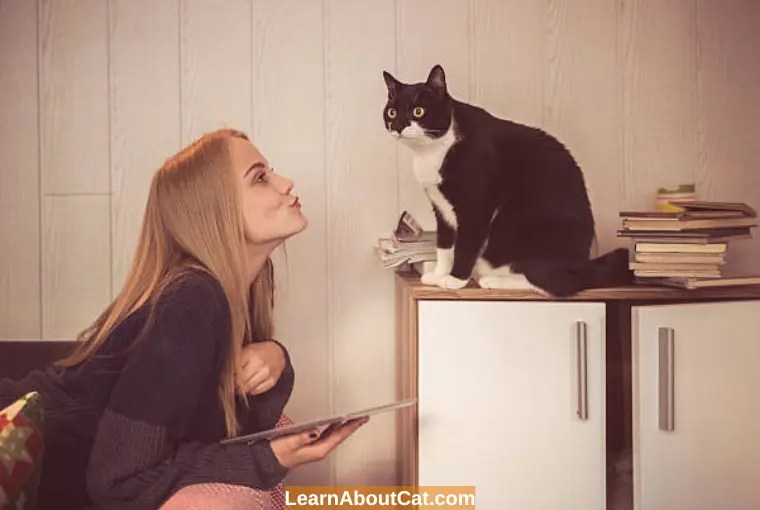 Why Are Cats So Stupid? Is My Cat Dumb? Facts You Should Know