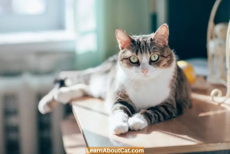 Are Cats Clean Animals? All You Need To Now LearnAboutCat