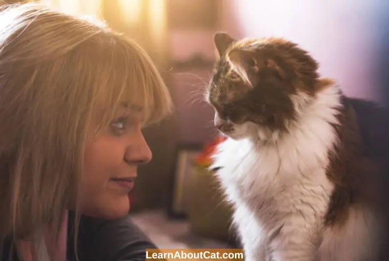 What Do Cats See When They Look at Humans? Surprising Facts LearnAboutCat