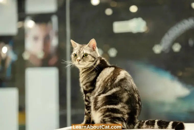 Do Cats Remember Where They Live? [Answered] LearnAboutCat