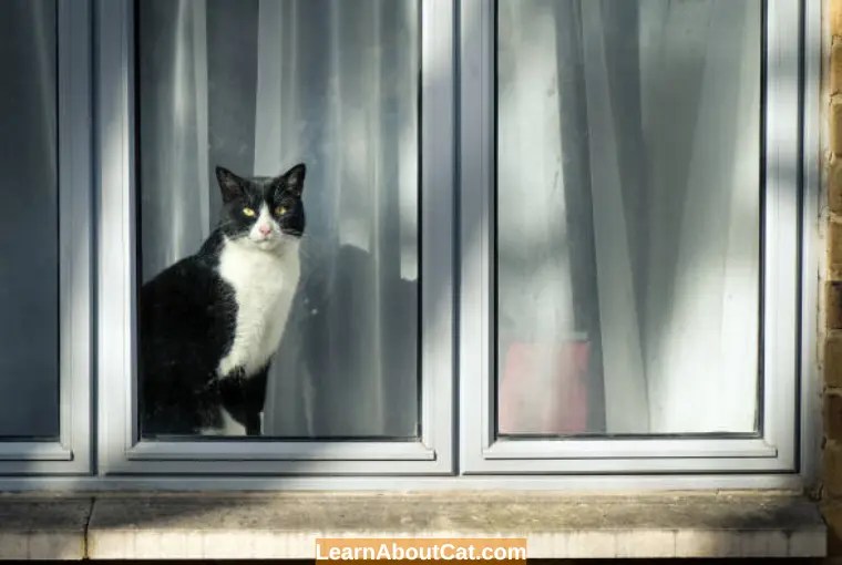 Why Do Cats Go To Other Houses? Things You Need To Know LearnAboutCat