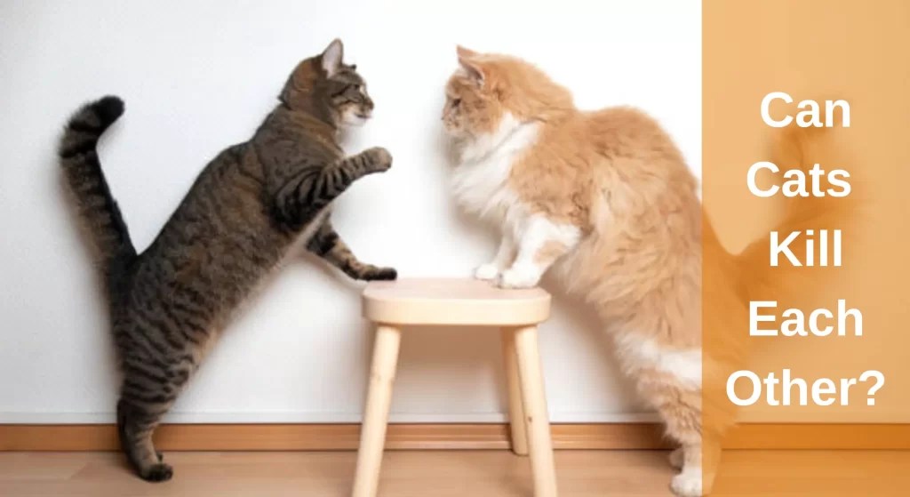 Can Cats Kill Each Other? What You Need To Know LearnAboutCat