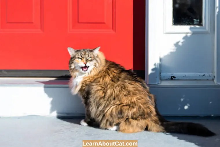 Why Does My Cat Meow At The Door? And How To Stop LearnAboutCat