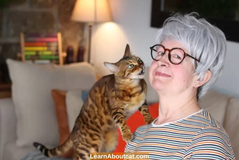 Why Does My Cat Go Into Another Room And Meow? [Explained] LearnAboutCat