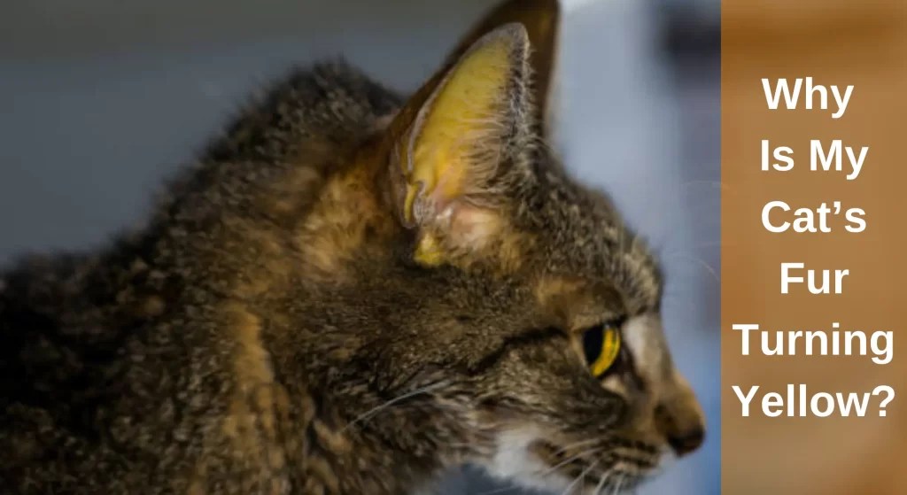 Why Is My Cat's Fur Turning Yellow? All You Need To Know LearnAboutCat