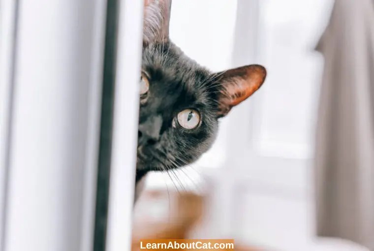 What Do Cats See When They Look at Humans? Surprising Facts LearnAboutCat