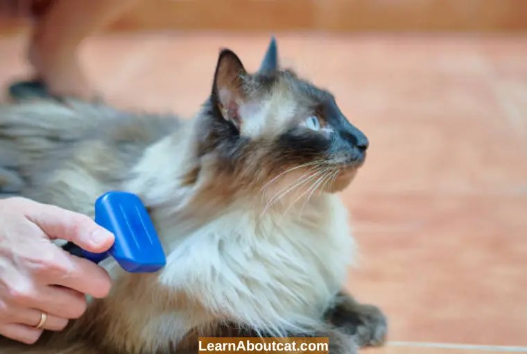 Do Cats Have Hair or Fur? What's the Difference LearnAboutCat