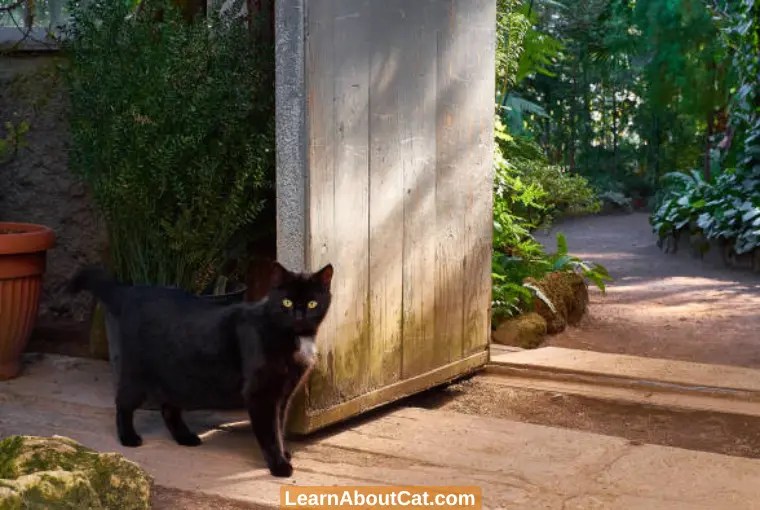 Do Cats Remember Where They Live? [Answered] LearnAboutCat