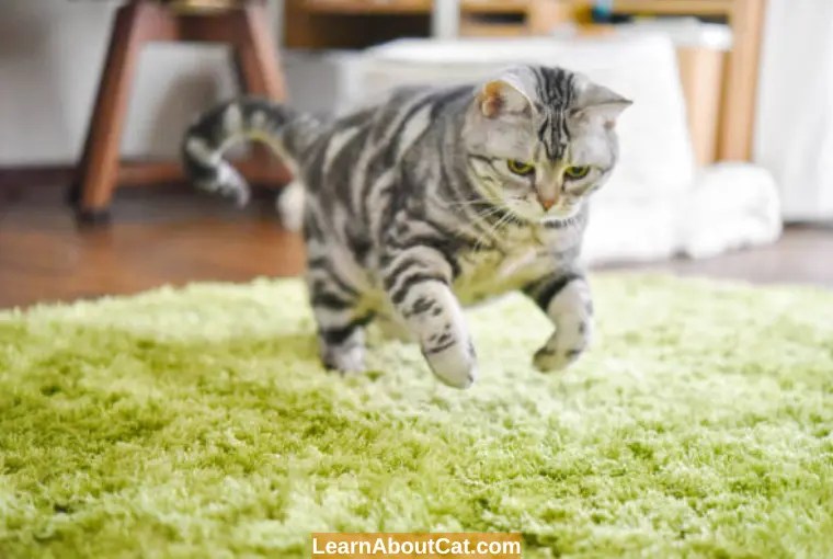 Why Do Cats Run Away From Home? And What You Can Do LearnAboutCat