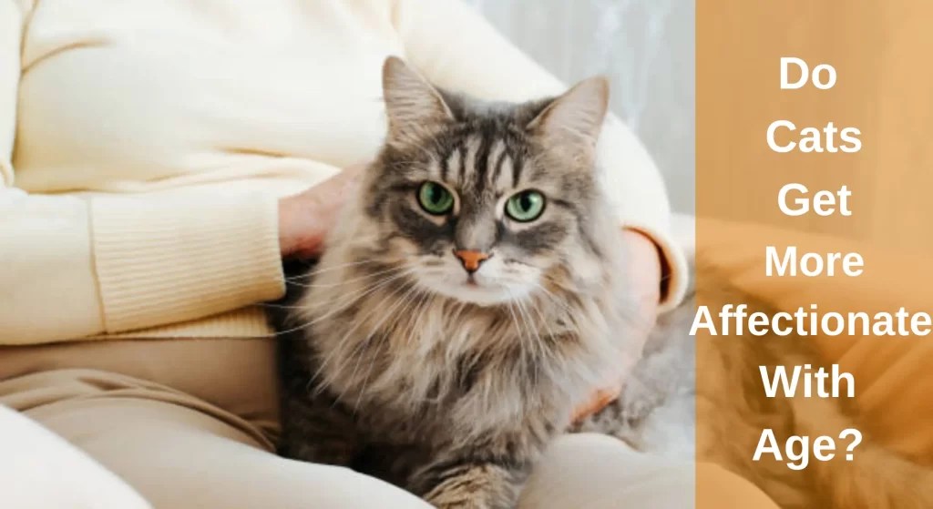 Do Cats Get More Affectionate With Age? All You Need To Know