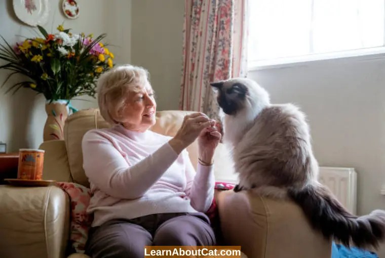 Do Cats Understand Words? All You Need To Know LearnAboutCat