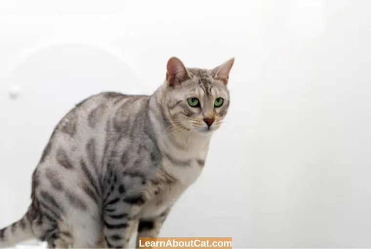 Do Cats Pee When Scared Or Stressed? Reasons You Should Know