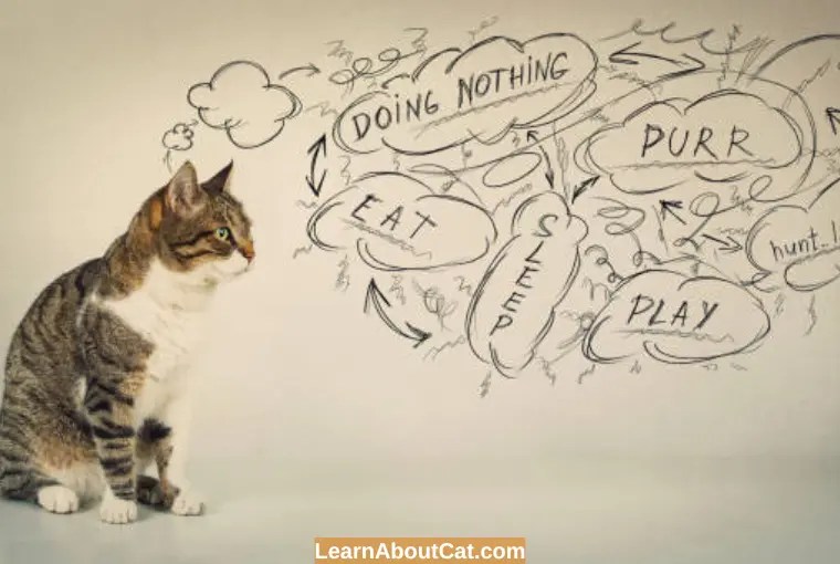 What Do Cats Think About All Day? A Cat's Thought Process LearnAboutCat