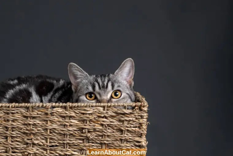 How Long Will a Scared Cat Hide? Cat Hiding Behaviour Explained