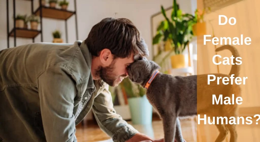 Do Female Cats Prefer Male Humans? LearnAboutCat