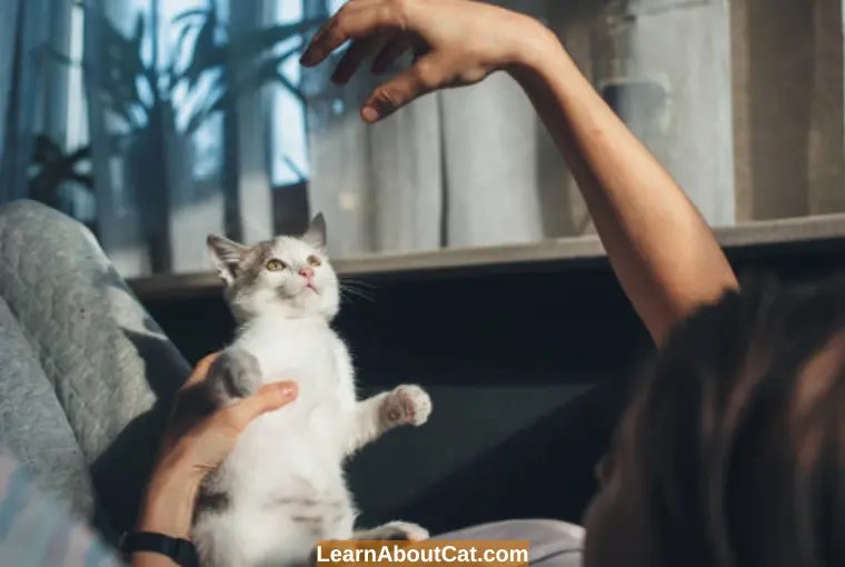 Why Do Cats Meow Back At You When You Talk to Them? LearnAboutCat