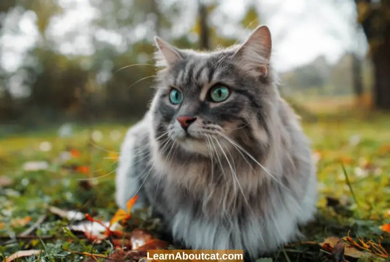 Do Cats Have Hair or Fur? What's the Difference LearnAboutCat