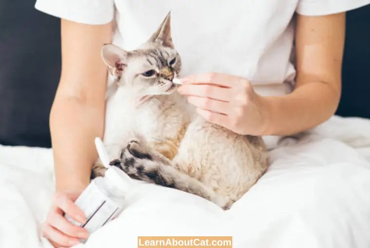 Should I Quarantine My Cat With Tapeworms All You Need To Know