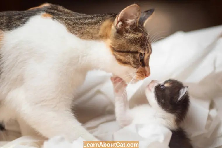 Symptoms of Cat Depression After a New Kitten How To Help