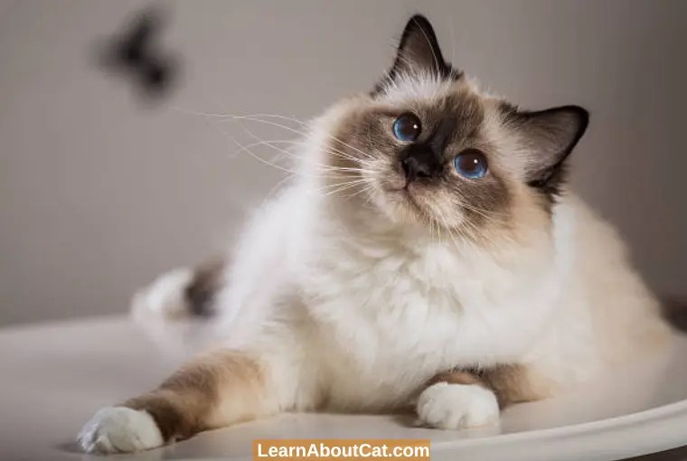 Are Cats Clean Animals? All You Need To Now LearnAboutCat