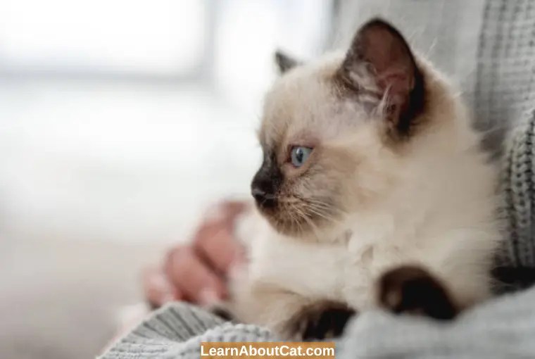 Does My Cat Have Allergies or a Cold? Find Out Here LearnAboutCat