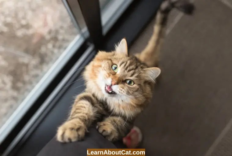 Why Does My Cat Meow At The Door? And How To Stop LearnAboutCat